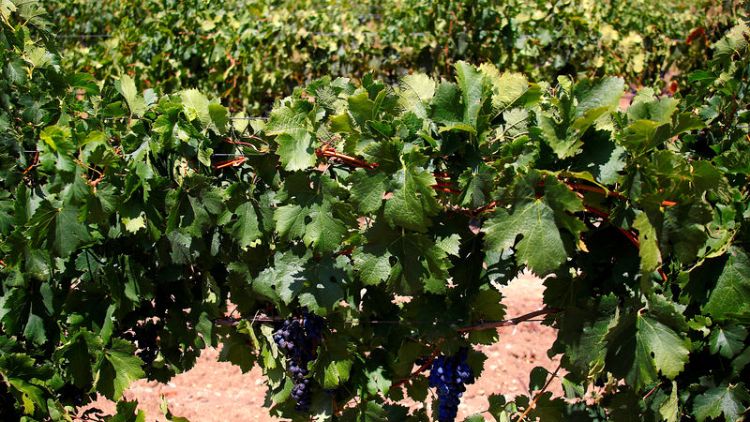 Wine and shine - Scorching summer wilts Australia's grape crop