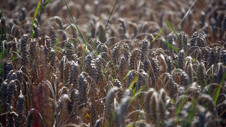 السعودية تشتري 625 ألف طن من القمح في مناقصة