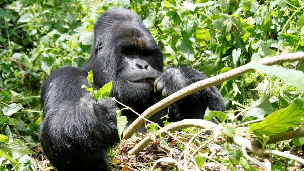 Gunmen kill ranger in Congo's Virunga park after reopening Gunmen kill ranger in Congo's Virunga park after reopening