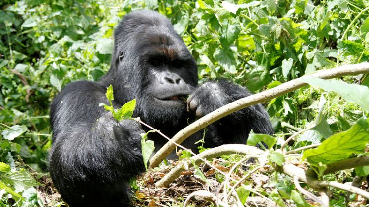 Gunmen kill ranger in Congo's Virunga park after reopening