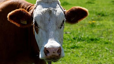 Austria plans hikers code of conduct after tourist trampled by cows Austria plans hikers code of conduct after tourist trampled by cows