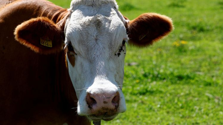 Austria plans hikers code of conduct after tourist trampled by cows
