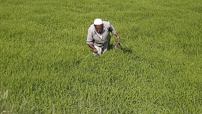 مصر تريد شحنات لا تقل عن 20 ألف طن من الأرز