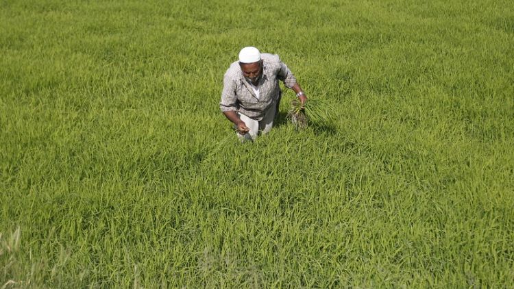 مصر تريد شحنات لا تقل عن 20 ألف طن من الأرز