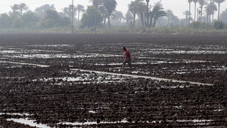 مصر تعتزم زيادة مساحة زراعة الأرز لخفض فاتورة الواردات