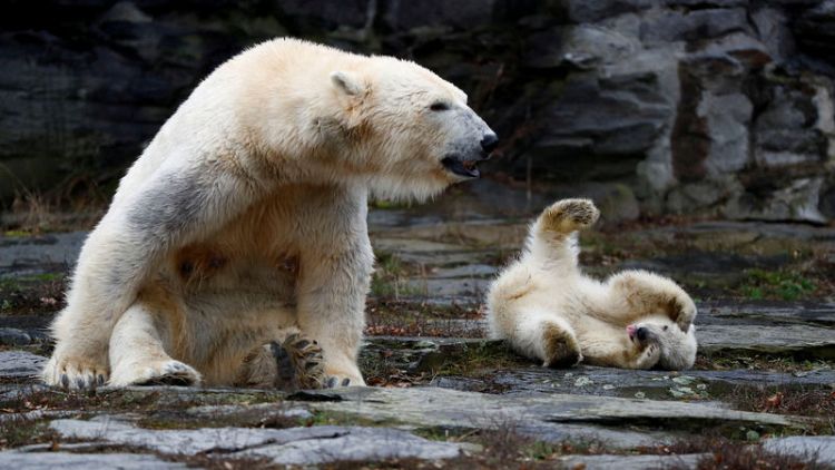 أنثى دب قطبي صغيرة تظهر لأول مرة في حديقة حيوان في برلين