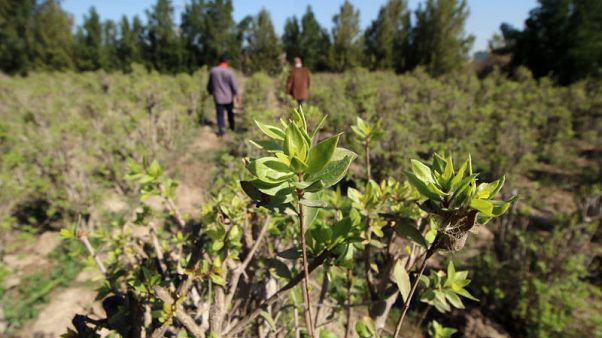 Water woes hit henna plant farms in Iraq's Fao peninsula Water woes hit henna plant farms in Iraq's Fao peninsula