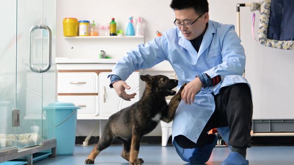 China clones 'Sherlock Holmes' police dog to cut training times - state media China clones 'Sherlock Holmes' police dog to cut training times - state media