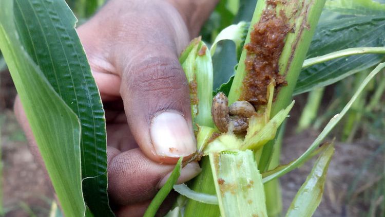 Crop-damaging armyworms raise growing sense of alarm in Asia, FAO says