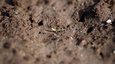Low prices to eat into EU sugar beet area as planting starts Low prices to eat into EU sugar beet area as planting starts