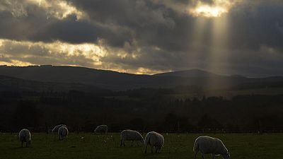 Ireland promises 'substantial' aid to farmers in no-deal Brexit Ireland promises 'substantial' aid to farmers in no-deal Brexit