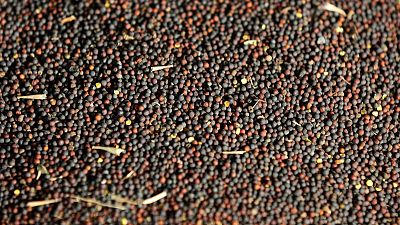 China suspends clearance of Canadian canola from Viterra from March 26 - customs China suspends clearance of Canadian canola from Viterra from March 26 - customs