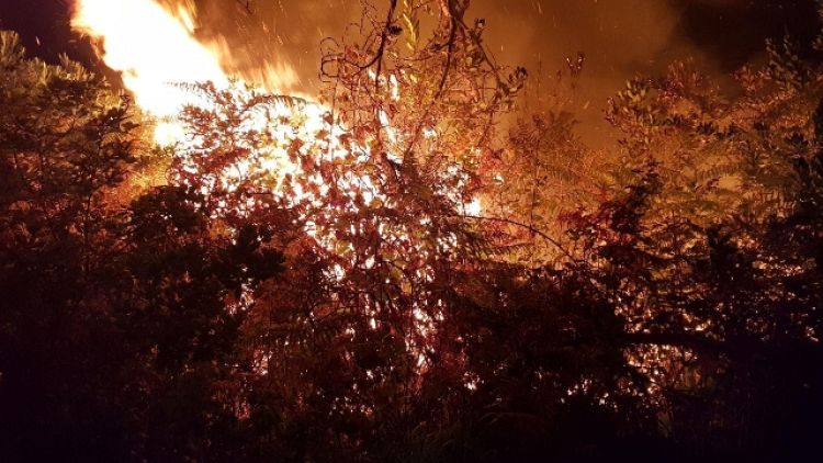 Incendi, fiamme in pineta nel Pistoiese