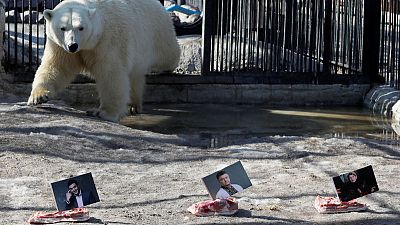 Bears in Russian zoo predict Ukrainian election Bears in Russian zoo predict Ukrainian election