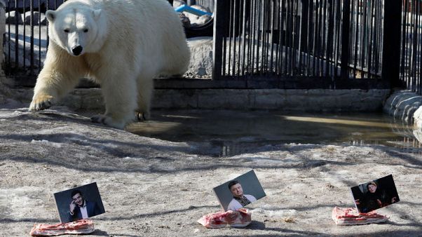 Bears in Russian zoo predict Ukrainian election Bears in Russian zoo predict Ukrainian election
