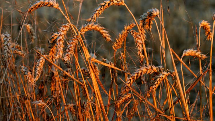 الجزائر تطرح مناقصة لشراء 50 ألف طن من القمح