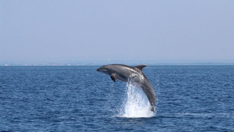 Avvistati 25 delfini su litorale romano