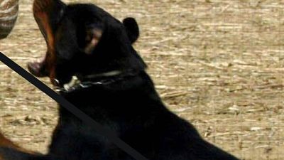 Morta 85enne azzannata da rottweiler Morta 85enne azzannata da rottweiler