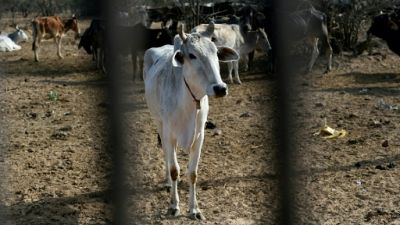 Dans l'Inde de Modi, la prolifération de vaches errantes mais sacrées