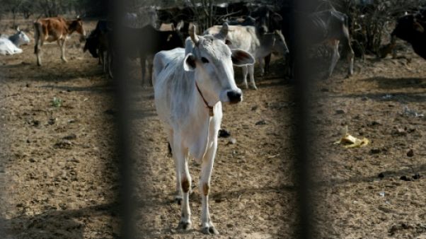 Dans l'Inde de Modi, la prolifération de vaches errantes mais sacrées Dans l'Inde de Modi, la prolifération de vaches errantes mais sacrées