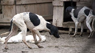 Danni a Comune per cane abbandonato Danni a Comune per cane abbandonato