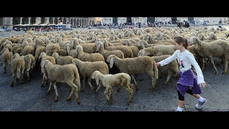 A Padova pecore in piazza per tosatura