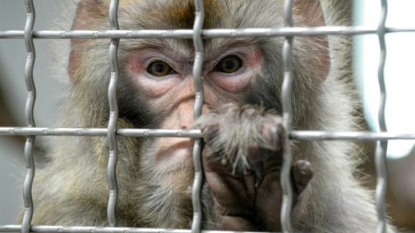 Un macaque rhésus dans sa cage. Un macaque rhésus dans sa cage.