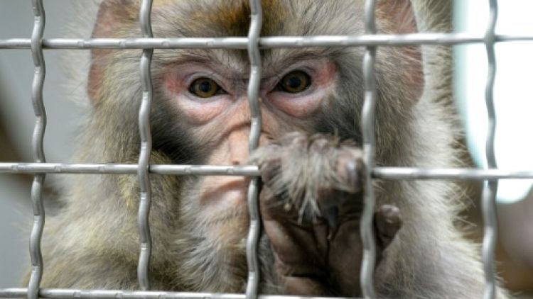 Un macaque rhésus dans sa cage. 