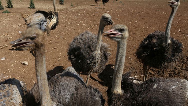 Ostrich, rodent on the menu as Cuba seeks food miracle