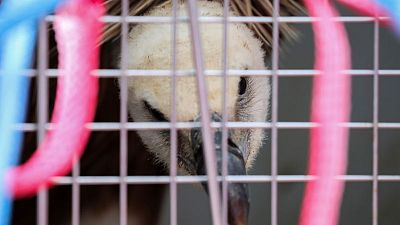 Serbian vulture flies home from Turkey - by plane Serbian vulture flies home from Turkey - by plane