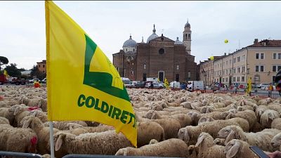 Dazi: Coldiretti, mille pecore a Padova Dazi: Coldiretti, mille pecore a Padova
