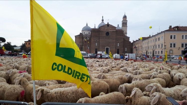Dazi: Coldiretti, mille pecore a Padova
