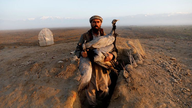 'A hunter's hope' - Snaring birds in warring Afghanistan