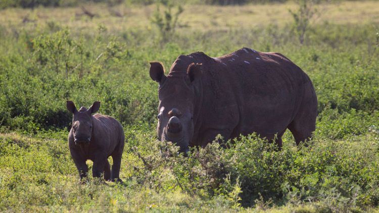 شرطة جنوب أفريقيا توقف شحنة من قرون وحيد القرن وتعتقل شخصين