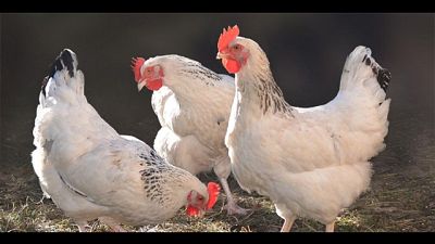 Caritas: per Pasqua regalate le galline Caritas: per Pasqua regalate le galline