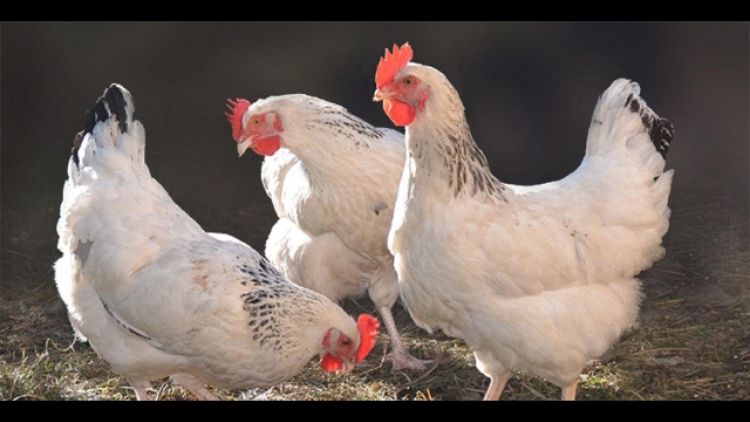 Caritas: per Pasqua regalate le galline