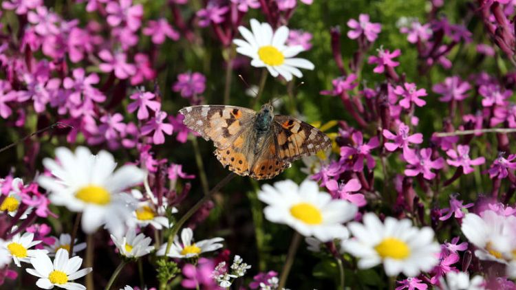 Butterflies swarm Lebanon's meadows in numbers unseen for 100 years