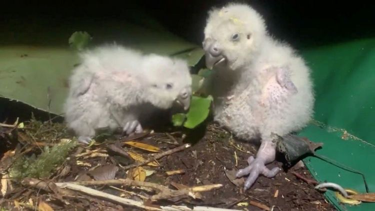Endangered New Zealand Kakapo population boosted by record number of chicks