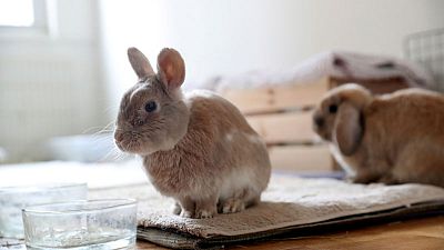 Ban the bunny - California aims to end post-Easter parade of unwanted rabbits Ban the bunny - California aims to end post-Easter parade of unwanted rabbits