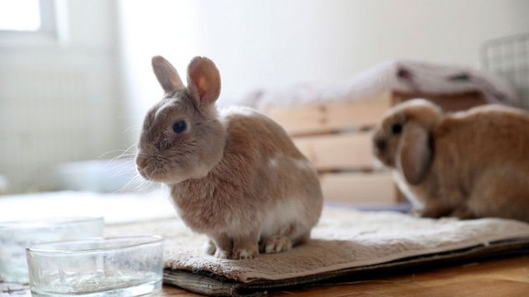 Ban the bunny - California aims to end post-Easter parade of unwanted rabbits