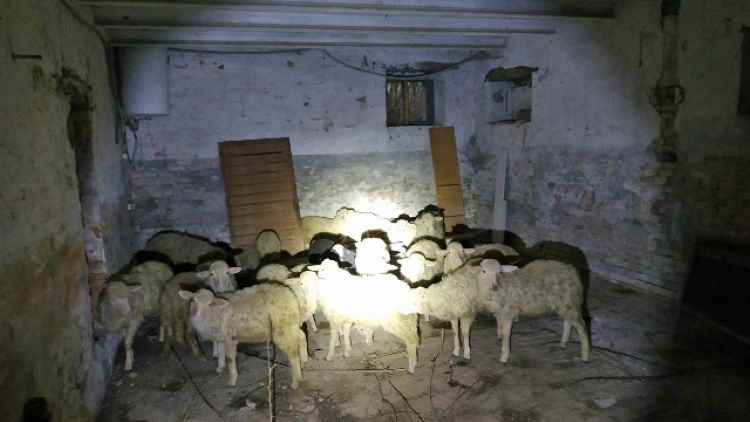 Pasqua, Ccf salvano 26 agnelli