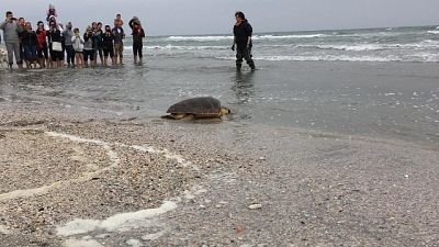 Riccione, tartaruga curata torna in mare Riccione, tartaruga curata torna in mare