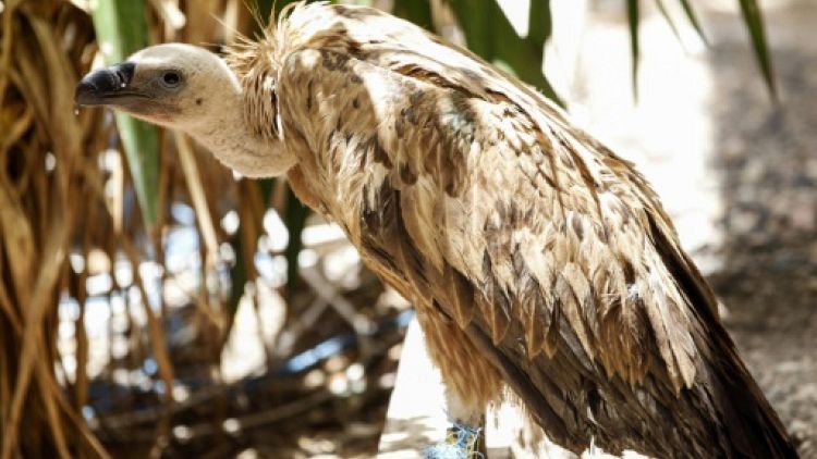 Nelson, vautour bulgare échoué au Yémen en guerre et soupçonné d'espionnage