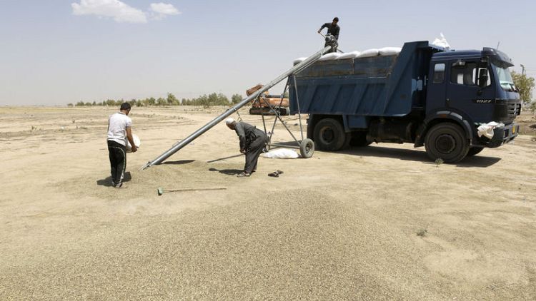 العراق يتجه لحصاد 5 ملايين طن من القمح مقلصا الحاجة للاستيراد
