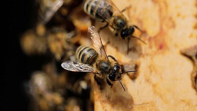 Serbia's beekeepers struggle as insecticide poisoning hits honey bees Serbia's beekeepers struggle as insecticide poisoning hits honey bees