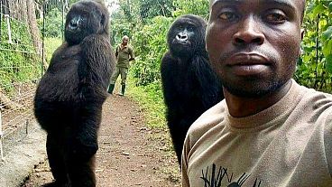 انتشار صورة سيلفي لاثنتين من الغوريلا مع حارسهما بالكونجو على الإنترنت