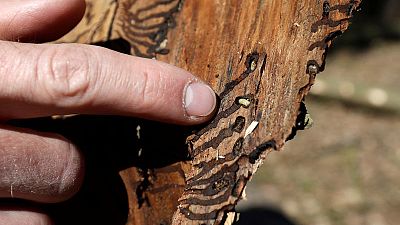 Climate change to blame as bark beetles ravage central Europe's forests