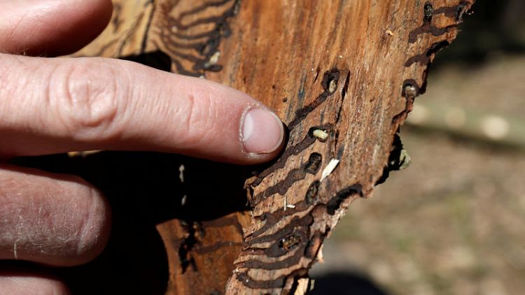 Climate change to blame as bark beetles ravage central Europe's forests