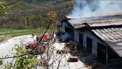 Incendio in una stalla, morte 250 mucche Incendio in una stalla, morte 250 mucche
