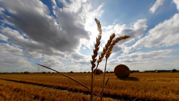 مؤسسة الحبوب السعودية تشتري 620 ألف طن من القمح في مناقصة